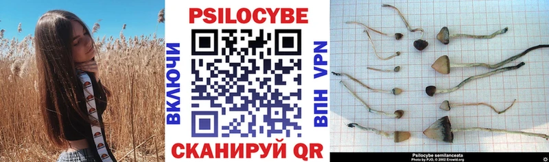 Псилоцибиновые грибы GOLDEN TEACHER  наркотики  Каневская 